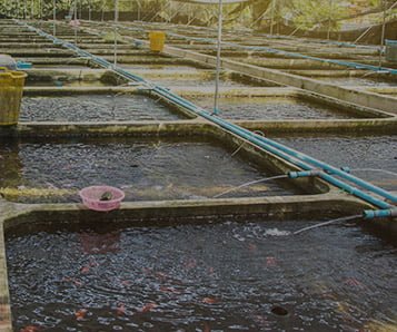 Aquaponic Evaluations