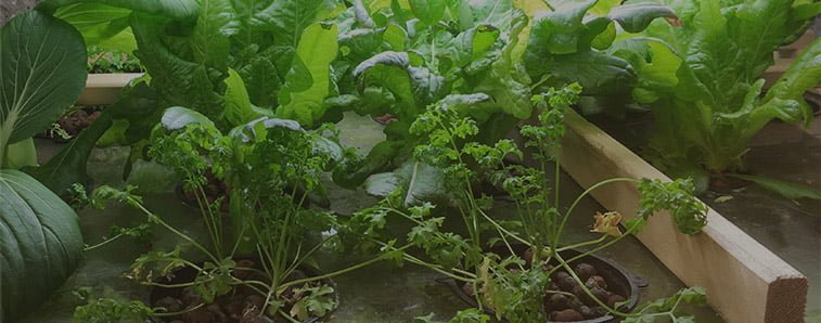 Aquaponics in Food Security and Production