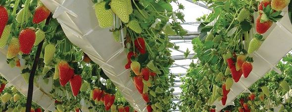 Aquaponic Systems: Design and Construction